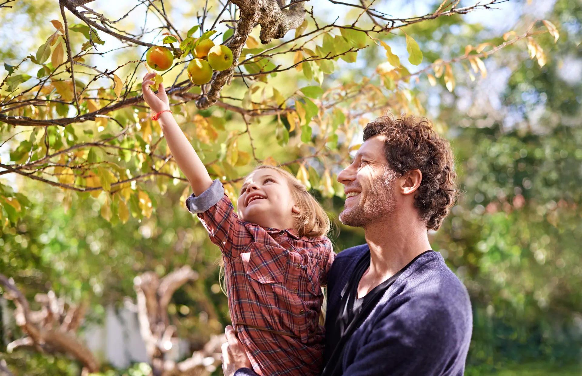 A father holds his daughter as she reaches for an apple in an orchard